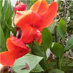 پیاز اختر گل قرمز 