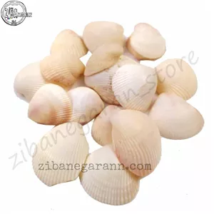 صدف قارچی
