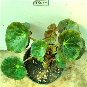 بگونیا مردابی ( پسکرایه)