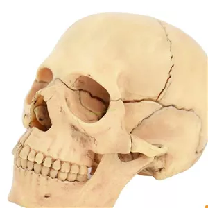 مولاژ جمجمه انسان دکتر زندی انواع مولاژ موجود است