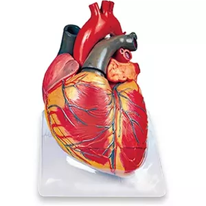 مولاژ قلب دکتر زندی انواع مولاژ موجود است