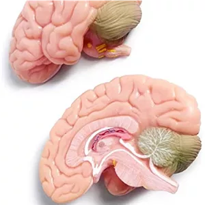 مولاژ مغز دکتر زندی انواع مولاژ موجود است