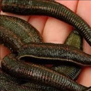 زالو طبی گیرا سایز 4تا 6پک 10عددی