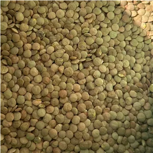 عدس درشت