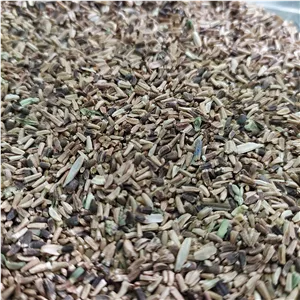 تخم کاسنی (500 گرمی) 