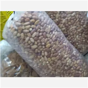 سنجد مراغه