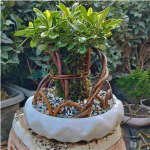 بونسای میخک هندی (پیتسپروم)(پس کرایه)