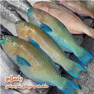 ماهی طوطی یا طوطی ماهی تازه (1 کیلوگرم)