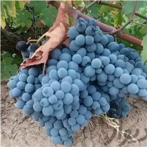 انگورسیاه شانی دیمی انگور سیاه سردشت یک جعبه