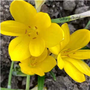 پیاز باستانی گل نرگس جام کوروش 10 عددی ممتاز Sternbergia