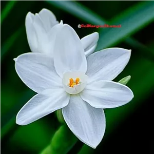 پیاز گل نرگس عروس(پک40عددی)