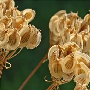 گلپر درشت درجه یک 200 گرمی