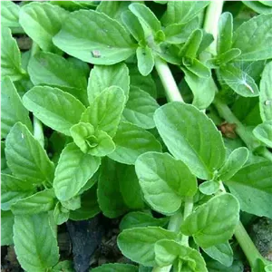 سبزی خشک خالواش کوهی 100گرمی
