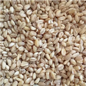 گندم ارگانیک دامنه کوهستان چهارگل چهارمحال بختیاری 1کیلویی