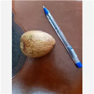 دانه آووکادو (جشنواره30درصد)