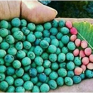 پسته کوهی (بنه) - پسته کوهی سفت