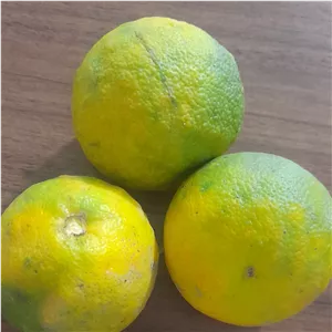 میوه نارنج 19 کیلویی