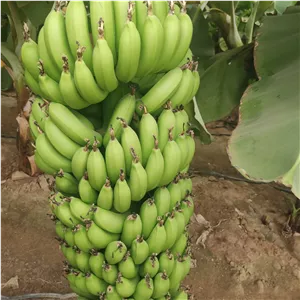 موز ارگانیک (ارسال به صورت خوشه ی کامل)