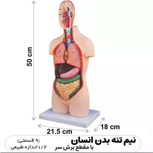 مولاژ نیم تنه بدن انسان با مقطع برش سر 9 قسمتی 