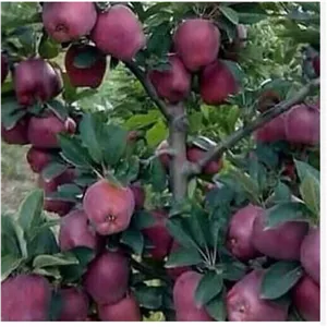 سیب فرانسه سفید و قرمزکیسه (ارسال کمتر از 5 عدد امکان ندارد ) پس کرایه
