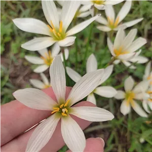 پیاز گل سوسن باران سفید (5 عددی)