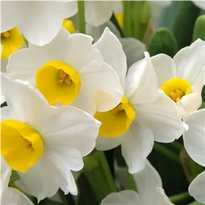 پیاز گل نرگس شیرازی متوسط(500عددی)قیمت عمده ای