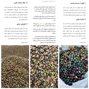 مغز بنه (مغز پسته کوهی)