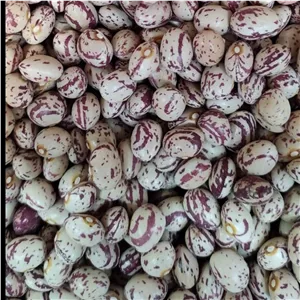 لوبیا چیتی زنجان خوشپخت عالی درجه یک