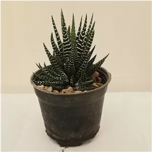 کاکتوس هاورتیا گورخری