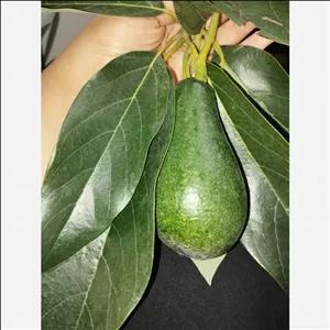 آووکادو (5-7عدد)