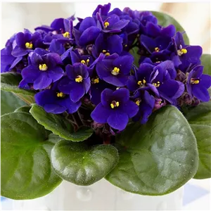 گل بنفشه حسنی