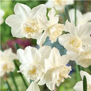 پیاز کمیاب گل نرگس DAFFODIL Dubl White 