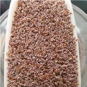 اسفرزه 100 گرمی