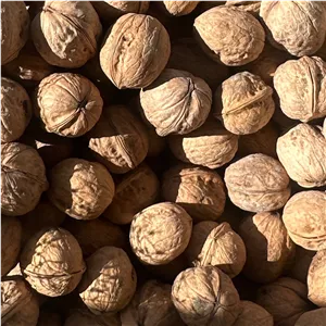 گردو پوست کاغذی تویسرکان
