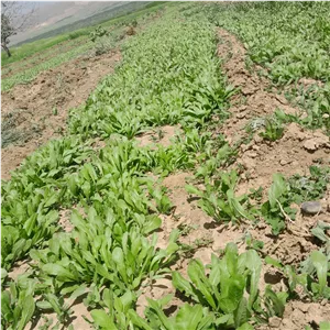 برگ کاسنی 500گرمی