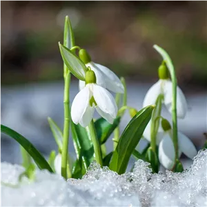 پیاز گل نرگس برفی معطر (50تایی)ویژه تولیدکنندگان( Galanthus woronowii) 