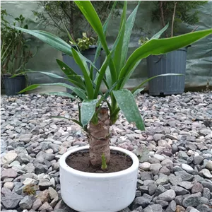 بنسای یوکا سایز کوچیک پسکرایه