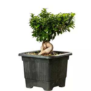 بنسای جعبه ای
