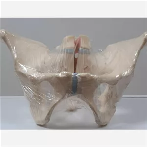 مدل (مولاژ) اسکلت لگن خاصره زن
