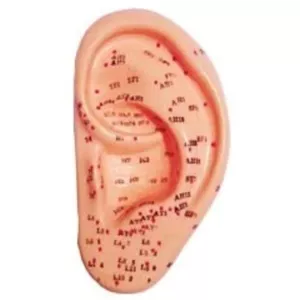 مولاژ طب سوزنی گوش انسان  