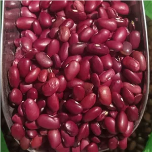 لوبیا قرمز تازه و درجه یک خوش پخت 5 کیلو گرم 