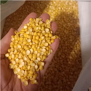لپه درجه یک آذرشهر نیم کیلویی تازه خوش پخت و عالی 