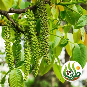 گل گردو اعلا ظرافت 100 گرمی