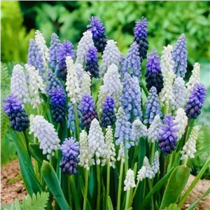 3پیاز هلندی سنبل انگوری Muscariموسکاری درشت