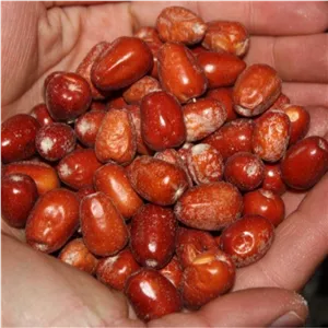 سنجد قرمز نقلی 500 گرم