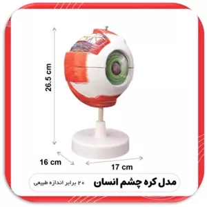 مولاژ کره چشم انسان 20 برابر اندازه طبیعی