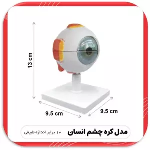 مدل کره چشم انسان 10 برابر اندازه طبیعی 