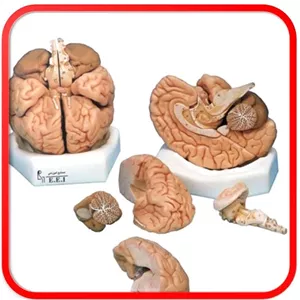 مولاژ مغز انسان 8 قسمتی 