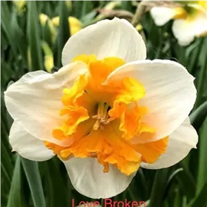 پیاز نرگس loveکمیاب هلندی