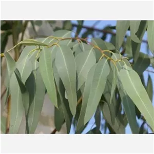 برگ اکالیپتوس تازه وسبز500گرم